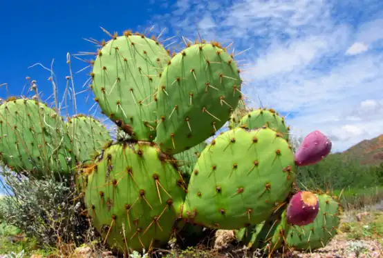 Why Choose Prickly Pear Extract for Weight Management and Detox?